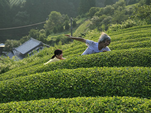 殯の森（劇映画）